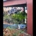 Jasad Ramon Ishak (45) warga Pentadio Barat, yang ditemukan dalam kawasan wisata Pentadio Resort, Jumat (25/6/2021)-(f.istimewa)