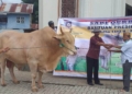 Bantuan sapi kurban dari Presiden Jokowi seberat 1 Ton lebih untuk masyarakat Kabupaten Boalemo pada Hari Raya Idul Adha 1.442 H.(f.hms)