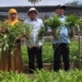Bupati Bone Bolango, Hamim Pou saat panen perdana sayuran di Kebun Organik Desa Bandungan Kecamatan Bulango Utara, Selasa (4/1/2022). (F.Indra/Diskominfo)
