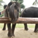 Wali Kota Gorontalo, Marten Taha saat berkunjung ke salah satu taman satwa di Bandar Lampung.