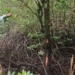 Proses pencarian orang hilang di Hutan Bakau Kwandang, Gorontalo Utara, Gorontalo-(f.ist)