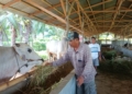 Kanding sapi kurban milik kelompok ternap sapi-f.ist