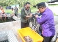 Pj. Bupati Boalemo, Sherman Moridu bersama Deputi Kepala BI Perwakilan Provinsi Gorontalo meninjau kawasan pembibitan Ikan Lele.(f.dok.hms)