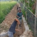 Pengangkatan sedimen oleh masyarakat penambang disaluran irigasi di Kecamatan Paguat