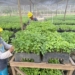 BJA Group membuktikan komitmen menjalankan praktik bebas deforestasi dan menyerap tenaga kerja lokal.(Istimewa)
