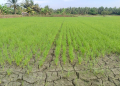 Kondisi area di Pohuwato persawahan yang kering