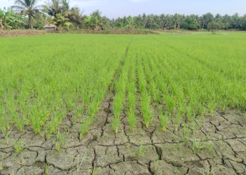 Kondisi area di Pohuwato persawahan yang kering