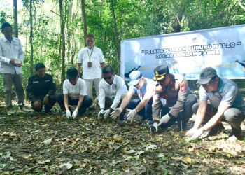 Pelepasan anak burung maleo hasil penangkaran ke hutan Cagar Alam Panua Pohuwato